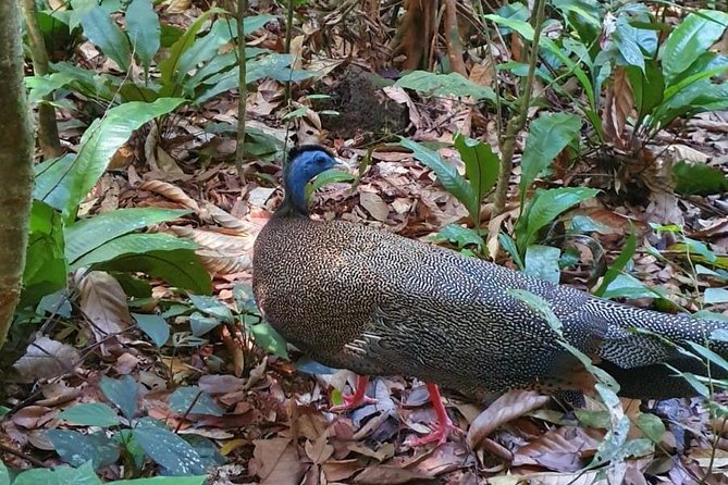 TOUR PACKAGE (jungle trekking, taxi, Room) 4 DAYS 3 NIGHTS in BUKIT LAWANG - Pace and Fitness: Moderate Stamina Is the Right Expectation