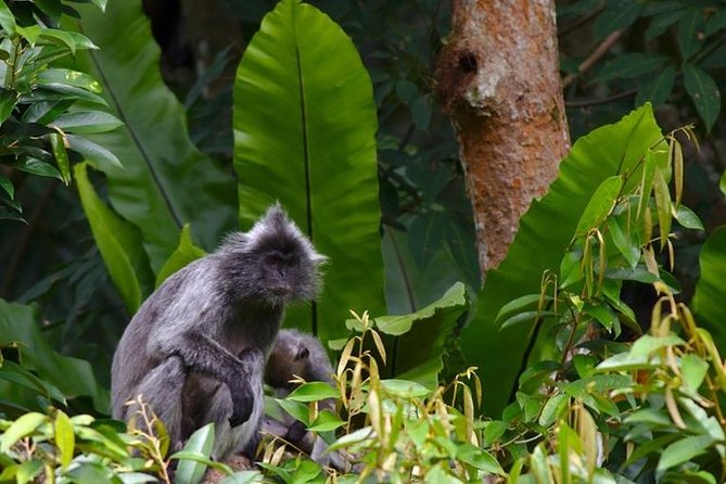 TOUR PACKAGE (jungle trekking, taxi, Room) 4 DAYS 3 NIGHTS in BUKIT LAWANG - Overnight Camping in the Rainforest: Comfort Provided, Jungle Still Wins