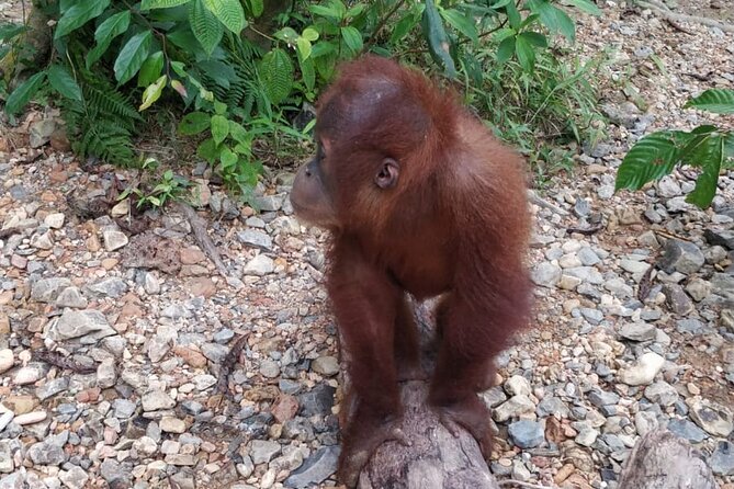 TOUR PACKAGE (Taxi, Room, Jungle Trekking) 3 Days in BUKIT LAWANG - Traditional Rafting Back to Bukit Lawang: A Break That Still Feels Adventurous