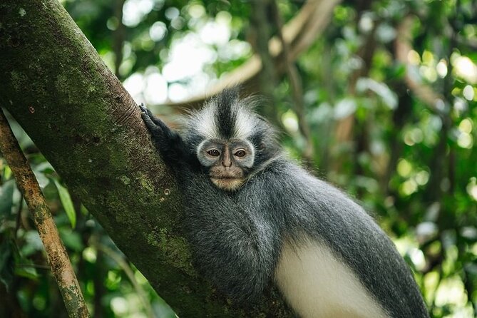 TOUR PACKAGE (Taxi, Room, Jungle Trekking) 3 Days in BUKIT LAWANG - Your Included Meals: Fuel Without the Decision Fattening
