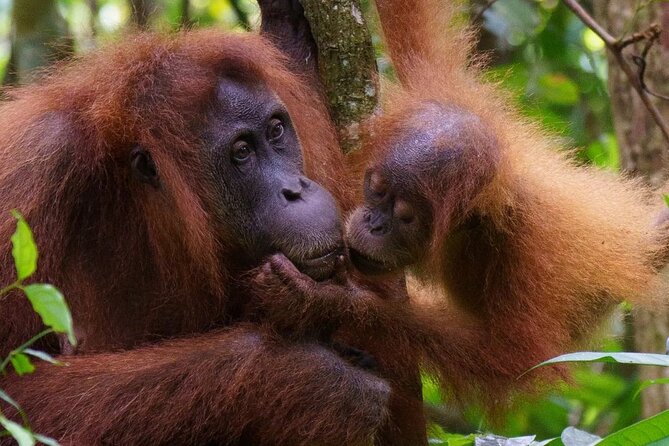 TOUR PACKAGE (Taxi, Room, Jungle Trekking) 3 Days in BUKIT LAWANG - What to Pack for a Bukit Lawang Jungle + River Day