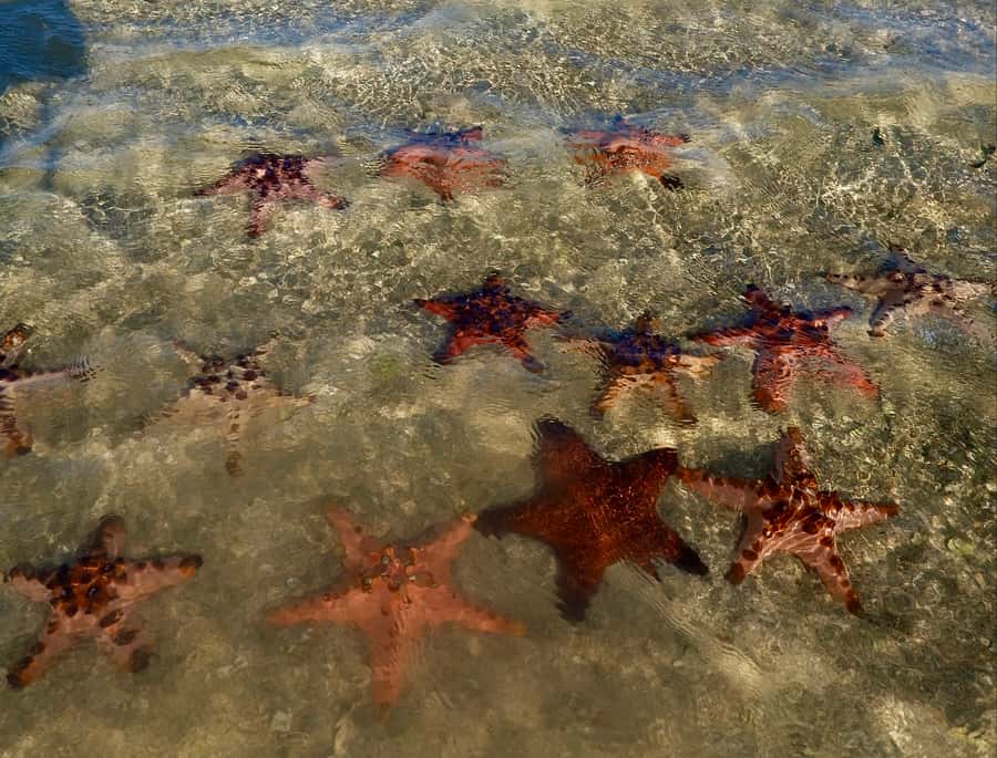 Tropical Escape: South East Lombok Beach & Snorkeling - Gili Pasir starfish sand island: postcard photos without the chaos
