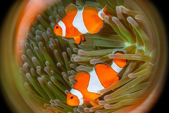 Try Dive Program in the Biorock Pemuteran - Price and timing: what $51.67 really covers