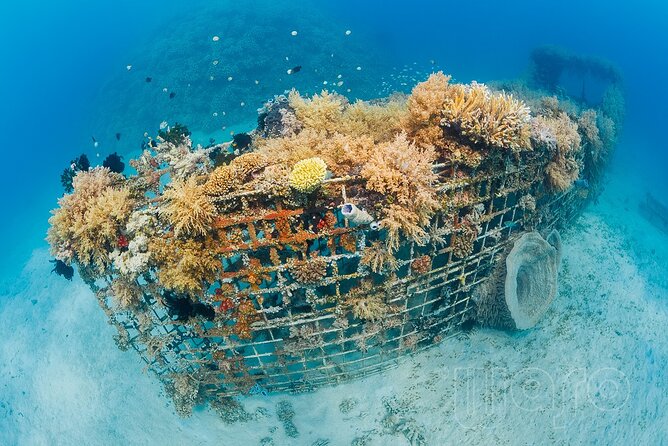 Try Dive Program in the Biorock Pemuteran - Open-water at Biorock: up to 1 hour in the sea