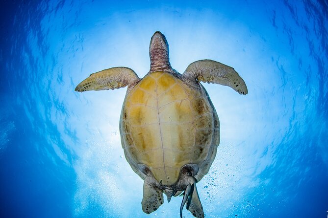 Try Dive Program in the Biorock Pemuteran - Instructors and staff: what the best reviews hint at