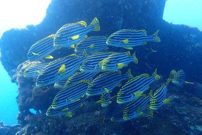 Try Diving at USAT Liberty Wreck Tulamben with 1 or 2 Dives (Stay In Tulamben) - Morning Plan at 8am: Pickup, Shop Check-In, and the Pool Skills