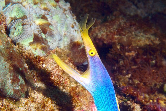 Try Diving in Blue Lagoon Padangbai Bali for non-certified divers - Gear, transfers, lunch, and water: what the $180 price covers (and why that’s useful)