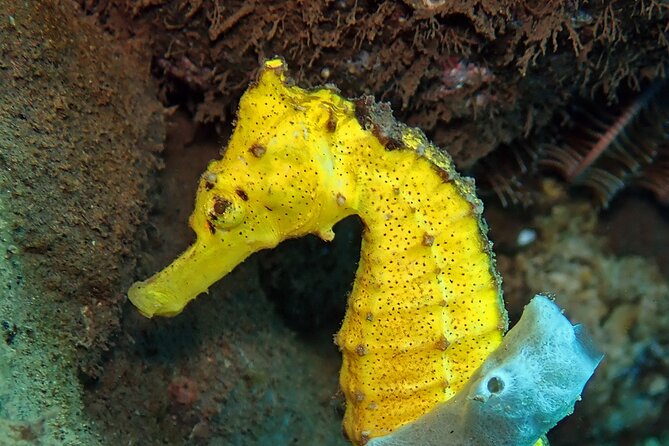 Try Diving in Blue Lagoon Padangbai Bali for non-certified divers - When weather and the PADI medical form affect your plan