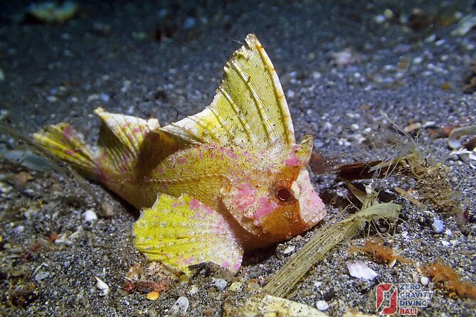 Try Diving in Blue Lagoon Padangbai Bali for non-certified divers - FAQ