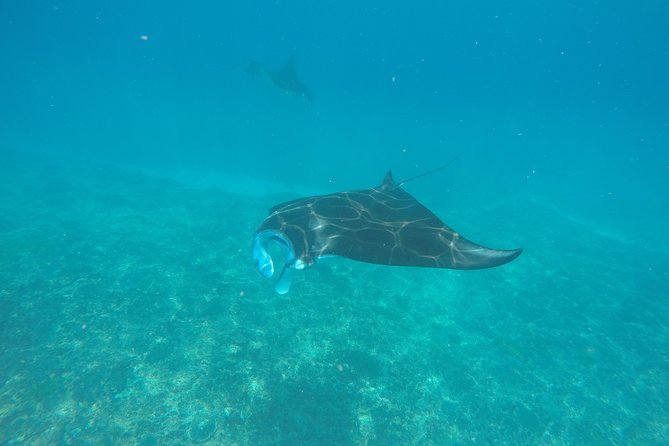 Try Diving in Manta Point - Nusa Penida - Key things to know before you go