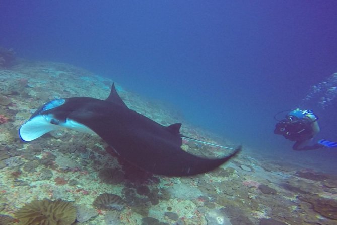 Try Diving in Manta Point - Nusa Penida - Your day plan: from Sanur to Nusa Penida by 9AM
