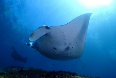 Try Diving in Manta Point - Nusa Penida - The course portion: what Discover Scuba Diving actually covers