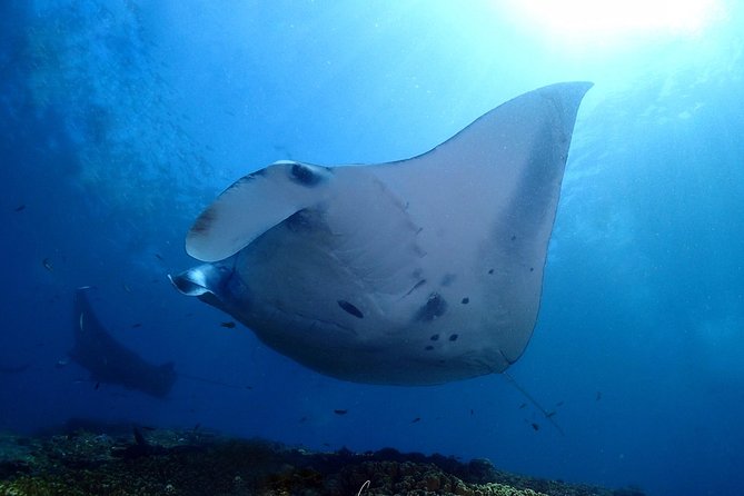 Try Diving in Manta Point - Nusa Penida - The course portion: what Discover Scuba Diving actually covers