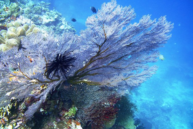 Try Scuba Diving at Tulamben Shipwreck - Beginner-friendly rules: what you need to be comfortable with