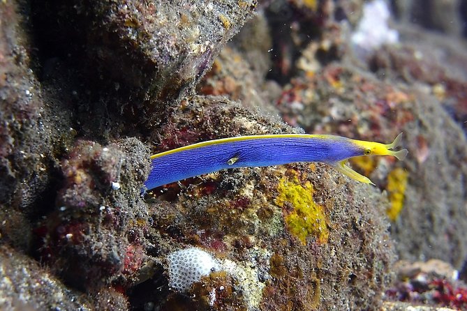 Try Scuba Diving at Tulamben Shipwreck - What’s included (and what’s not), so you pack smarter