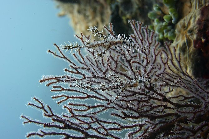 Try Scuba Diving at Tulamben Shipwreck - Price and value: is $104.90 a fair deal?