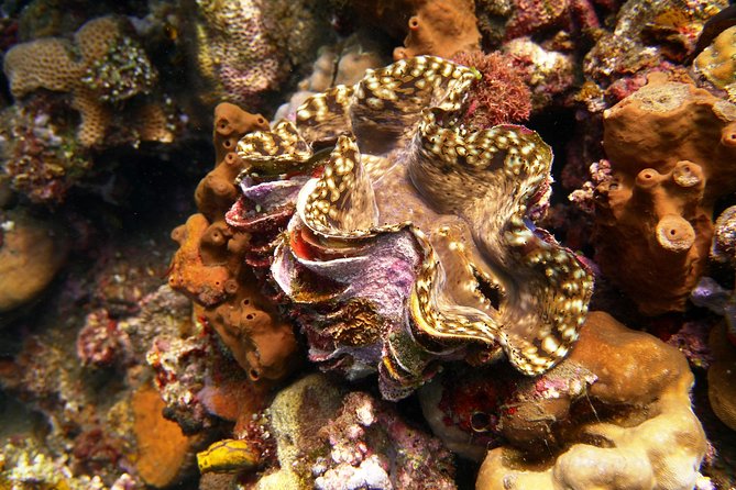Try Scuba Diving at Tulamben Shipwreck - Who should book this USAT Liberty try-out?