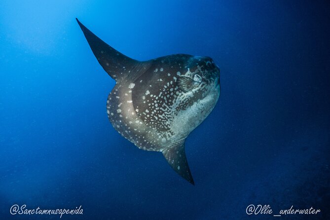 Try Scuba Diving for Beginners with manta rays (Non - Certified) - Nusa Penida and Manta Rays: Why This Location Works for Beginners