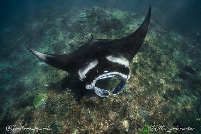 Try Scuba Diving for Beginners with manta rays (Non - Certified) - The Morning Plan: Pool Training Before You Ever Get Wet