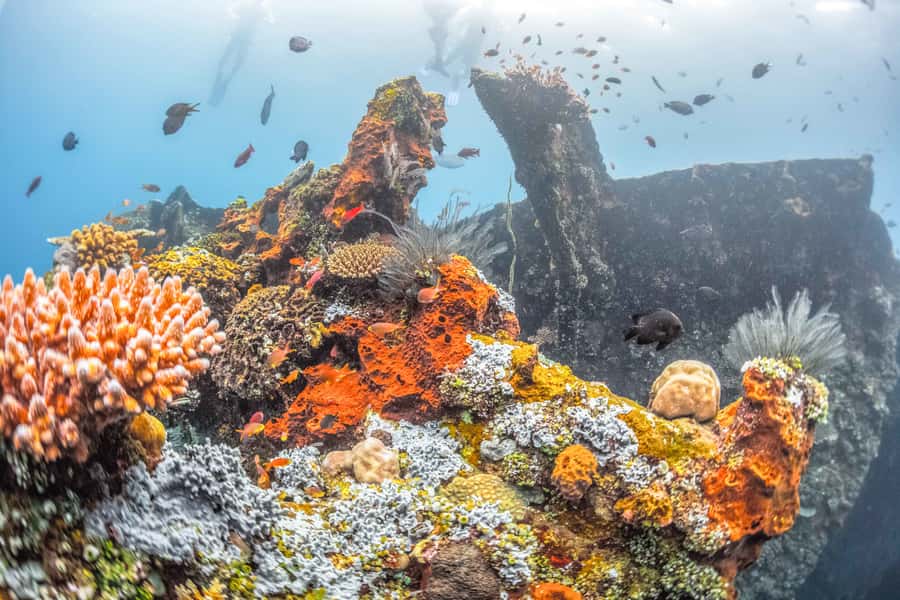 Tulamben: USAT Liberty Shipwreck Full-Day Snorkeling Trip - Key Things That Make This Snorkeling Trip Worth Your Time