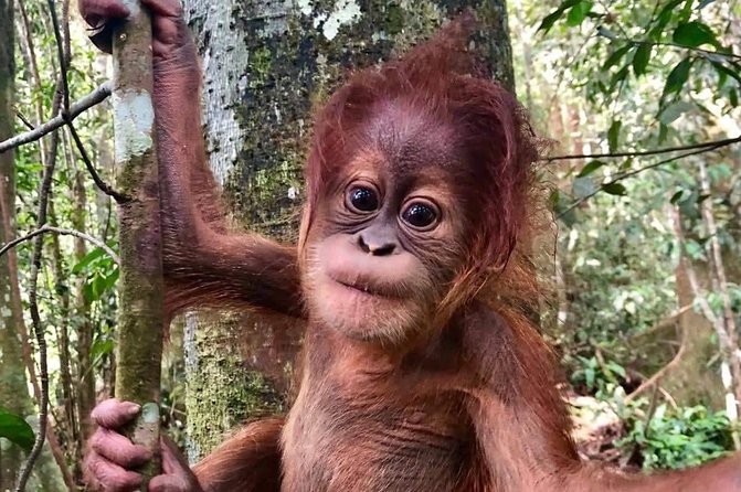 Two days orangutans adventure in Gunung Leuser - Key points at a glance