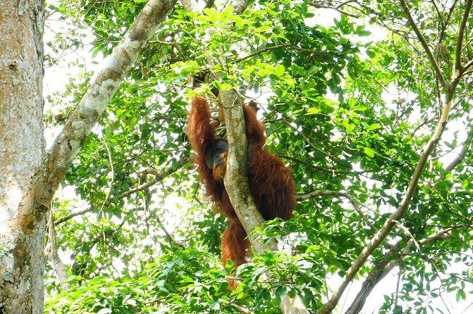 Two days orangutans adventure in Gunung Leuser - Trail choice: mountain climb vs easy path (how to pick)