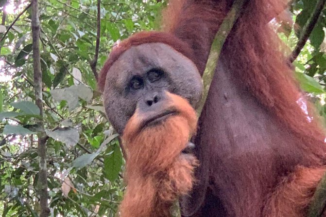 Two days orangutans adventure in Gunung Leuser - The guide factor: what makes this trek feel special