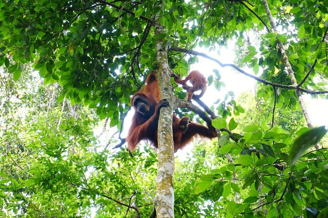 Two days orangutans adventure in Gunung Leuser - Getting ready: simple planning tips that match what you’ll do