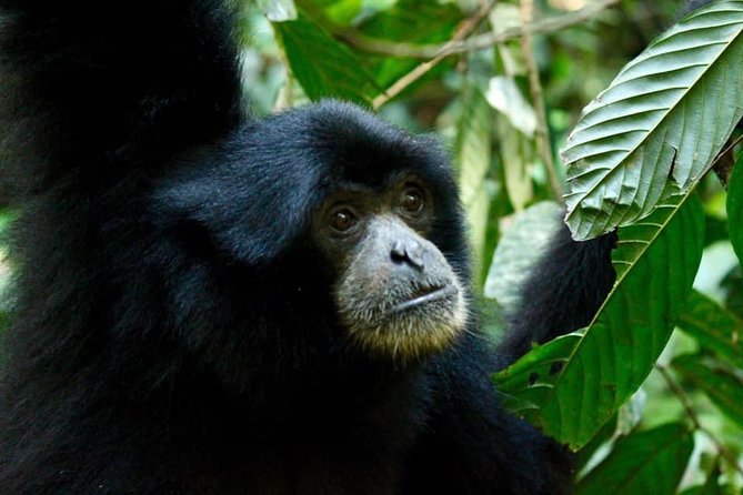 Two days orangutans adventure in Gunung Leuser - Day 1: Bukit Lawang pickup, jungle stops, and campsite life