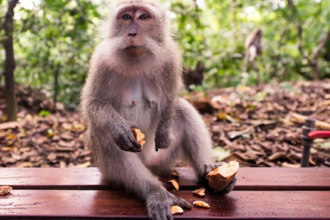 Ubud 1 Day Tour (Private & All-Inclusive) - Quick Highlights