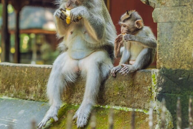 Ubud 1 Day Tour (Private & All-Inclusive) - A Private Ubud Day That Hits Water, Temples, and Tegalalang