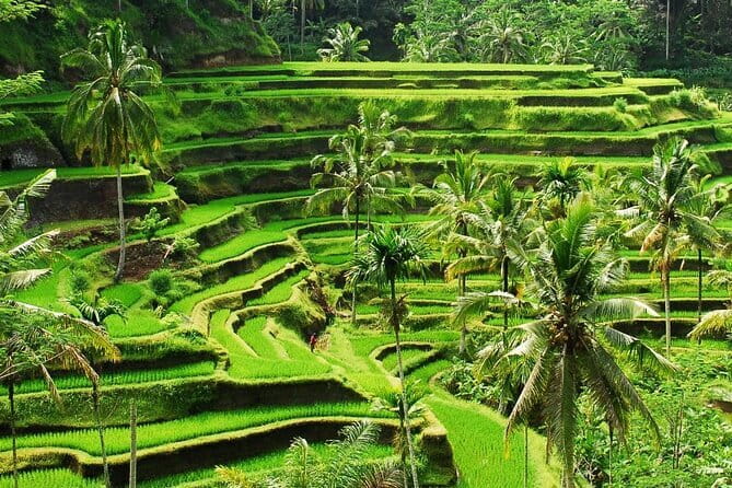 Ubud 1 Day Tour (Private & All-Inclusive) - Tegalalang Rice Terrace: The Bali Farming Scene That Feels Like Art