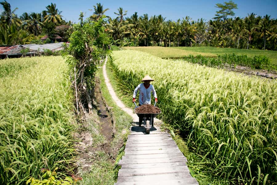 Ubud: 3-Hour Walking Tour with Lunch - Price and Logistics: What $30 Really Buys You (and What It Doesn’t)