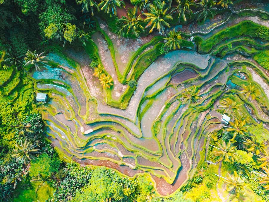 Ubud 3-in-1: Swing, Zipline & SkyBike Adventure - Price and What You Actually Get for $30