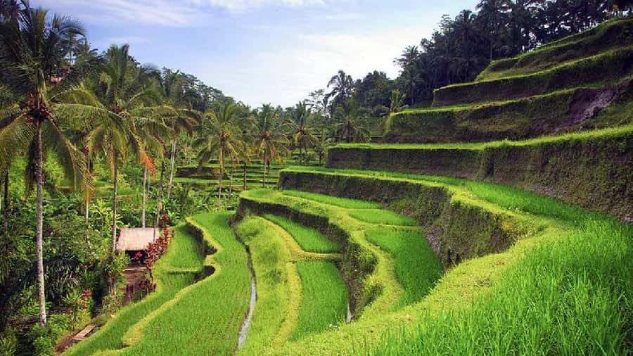 Ubud 3-in-1: Swing, Zipline & SkyBike Adventure - Satria Agrowisata: Shopping Time Without the Hard Sell