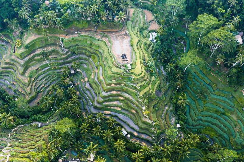 Ubud Adventure: Whitewater Rafting and Cultural Exploration - Jungle Swing and Scenic Stops: Photos, Short Walks, and Keeping It Fun