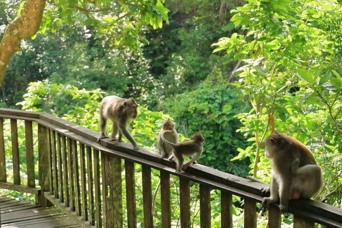 Ubud All-Inclusive Tour with Swing and Lunch - Ubud Jungle Swing: rice-field and jungle views, built for photos