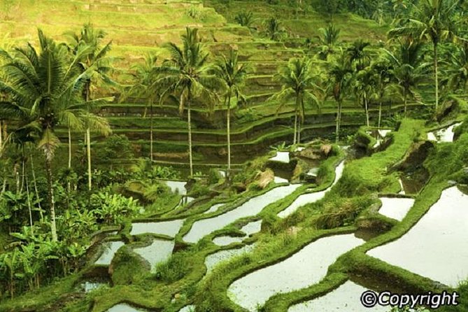 Ubud And Sunset Tanah Lot Tour - Tegalalang Rice Terrace: Time for Views and a Real Lunch Option