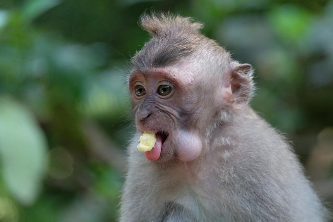 Ubud Art, Monkey Forest and Rice Terrace Tour - Guides like Yos, Didi, and Adi: the difference between seeing and understanding