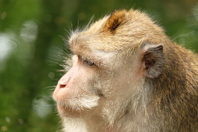 Ubud Art, Monkey Forest and Rice Terrace Tour - Things to plan for: weather, time pressure, and comfort basics