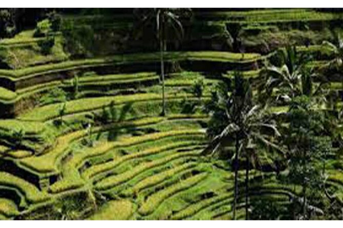Ubud ATV Quad Bike, Monkey Forest and Rice Terrace - A Ubud quad-bike day that’s actually good value