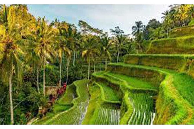 Ubud ATV Quad Bike, Monkey Forest and Rice Terrace - Sacred Monkey Forest Sanctuary: conservation first, monkeys second