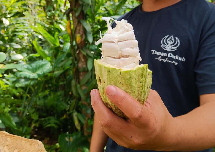 Ubud: Balinese Cooking Class at an Organic Farm - Organic Farm Tour and Harvesting Your Own Ingredients