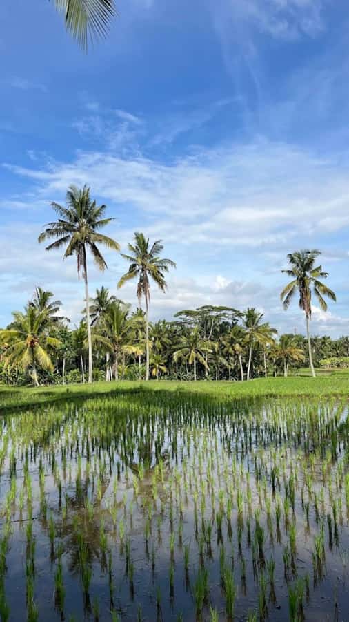Ubud: Balinese Cooking Class, Rice Field & Market Tour - Rice Fields and the Subak System: Water Control as a Way of Life