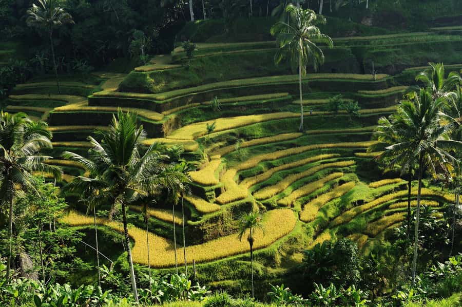 Ubud: Bali's 3 Epic Waterfall, Rice Terrace, and Temple Tour - A long Ubud circuit that actually makes sense