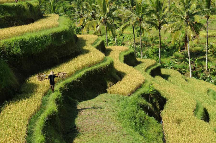 Ubud: Bali's 3 Epic Waterfall, Rice Terrace, and Temple Tour - Kato Lampo Waterfall: Mist, Rock Steps, and Photo-Friendly Water