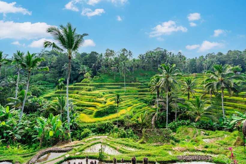 Ubud: Best of Ubud Full-Day Tour with Entry Tickets - Sacred Monkey Forest Sanctuary: how to stay calm around long-tailed monkeys