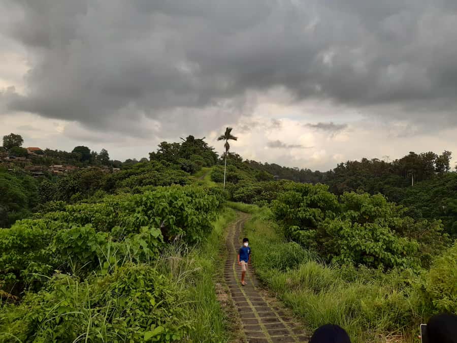 Ubud: Campuhan Ridge Walk, Tegallalang Rice Terrace & More - Tegallalang Rice Terraces: Seeing Hillside Farming at Work
