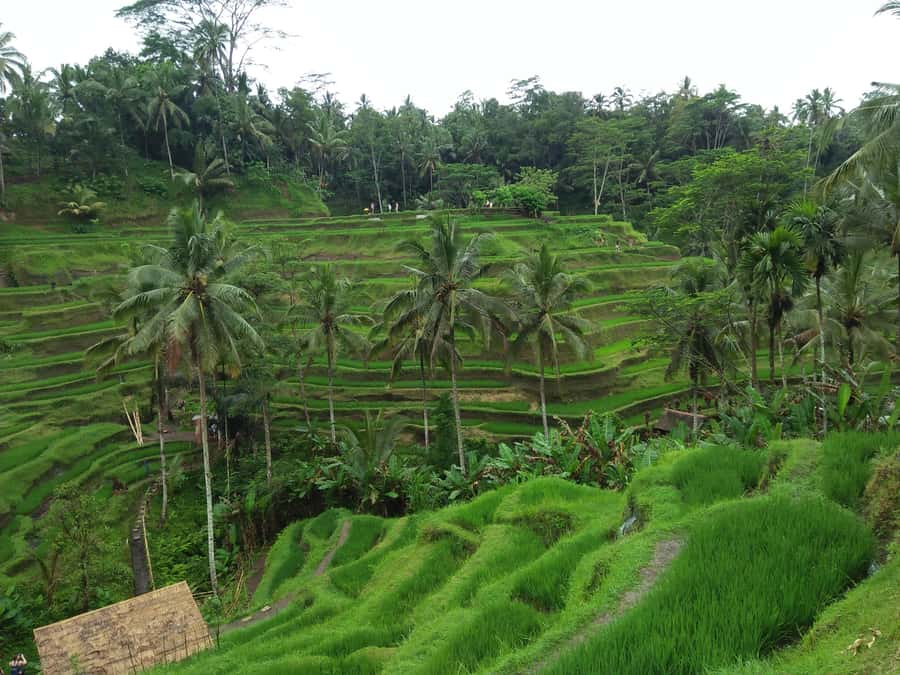 Ubud: Campuhan Ridge Walk, Tegallalang Rice Terrace & More - Campuhan Ridge Walk: A Quiet Panoramic Start Above Ubud