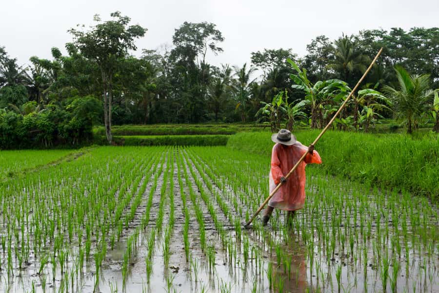 Ubud & Canggu: Rice Terrace, Waterfall & Black Sand Beach - Canggu’s black sand beach and sunset reset